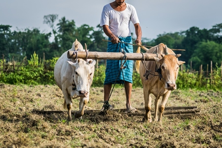 Two working bullocks in harness pulling plough through field with farmer