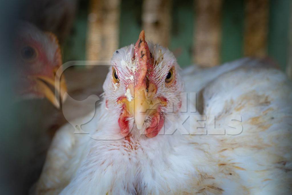 Close up of dirty white broiler chicken in cage outside a chicken poultry meat shop in Pune, Maharashtra, India, 2021