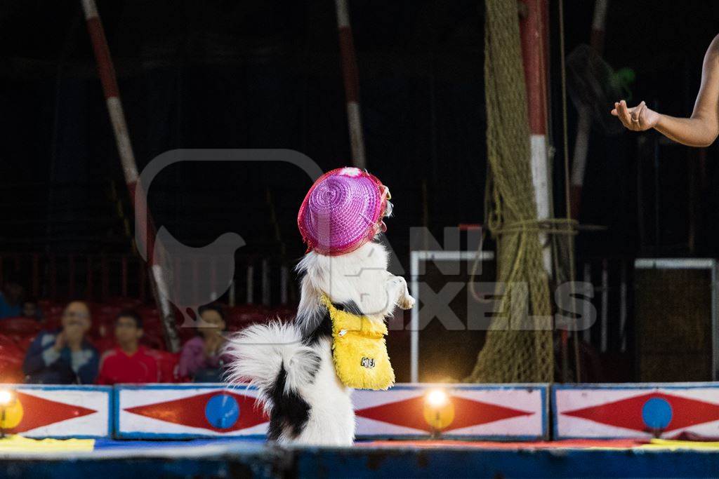 Dog dressed up in costume performing tricks at a circus in Pune