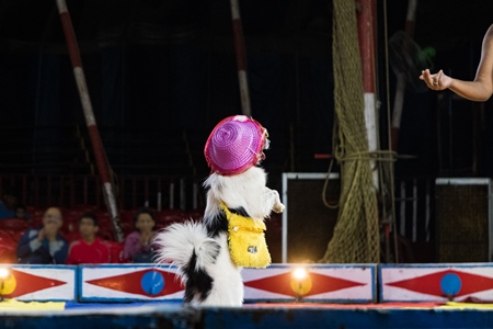 Dog dressed up in costume performing tricks at a circus in Pune