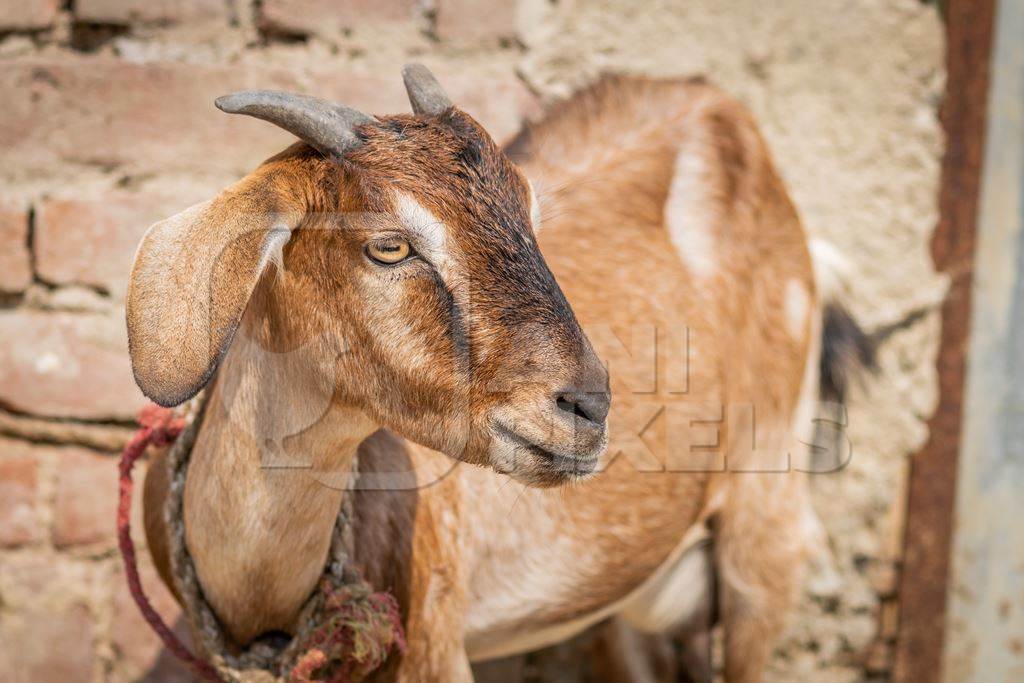 Photo of brown goat with wall background in village in rural Bihar