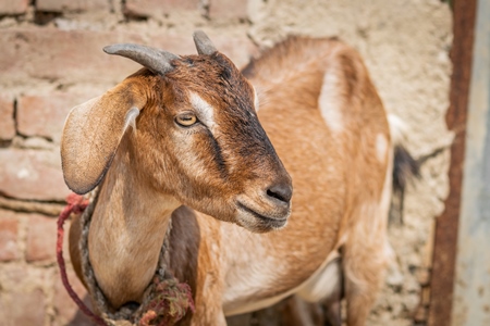 Photo of brown goat with wall background in village in rural Bihar