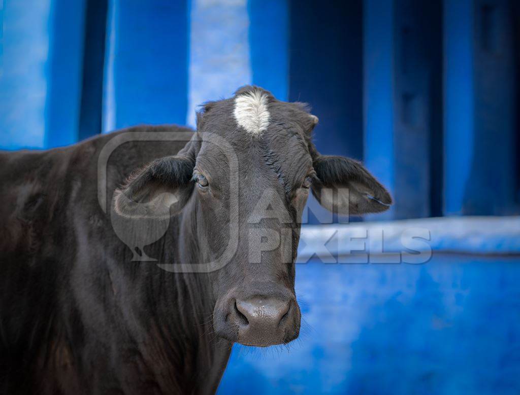 Indian street cow or bullock with horns in front of colourful blue wall background in the urban city of Bikaner, India