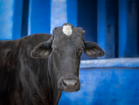 Indian street cow or bullock with horns in front of colourful blue wall background in the urban city of Bikaner, India