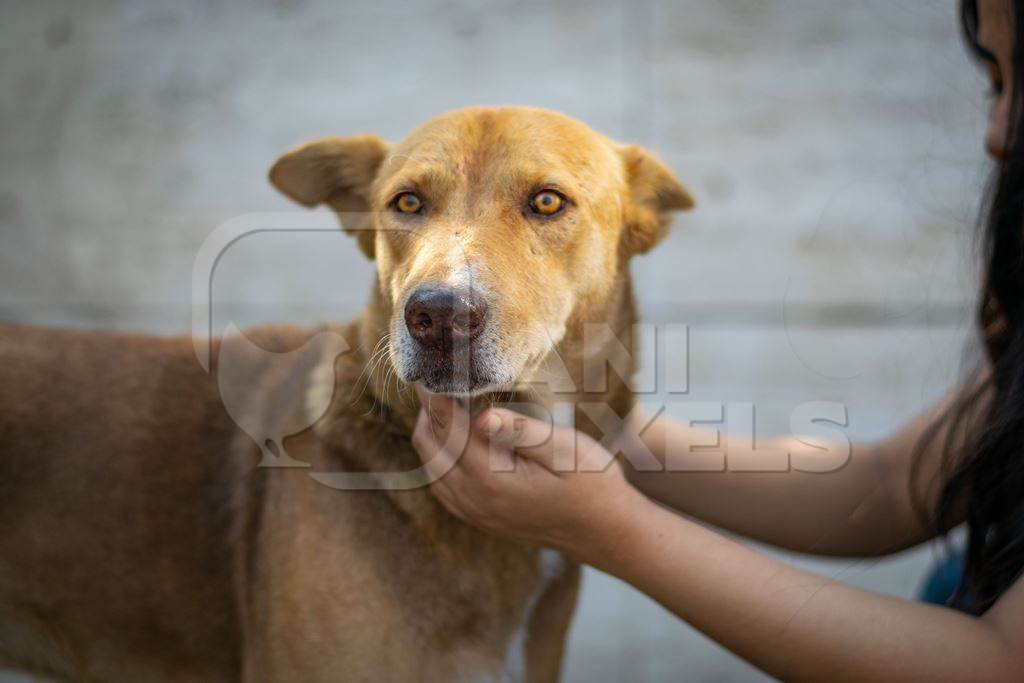 Young woman or animal rescue volunteer with Indian stray dog or street dog, India