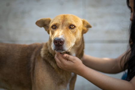 Young woman or animal rescue volunteer with Indian stray dog or street dog, India