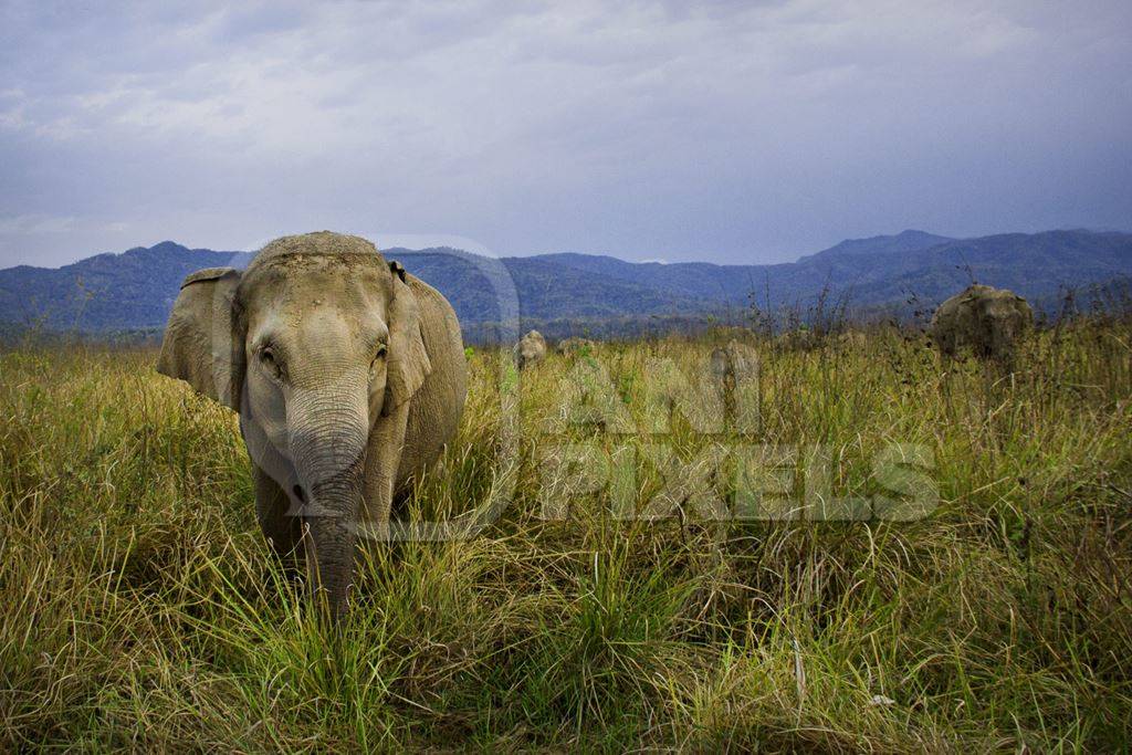 Indian elephants in a field with blue sky background