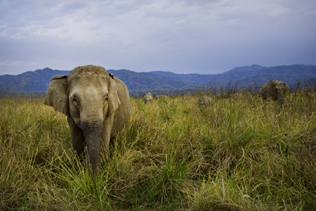 Indian elephants in a field with blue sky background