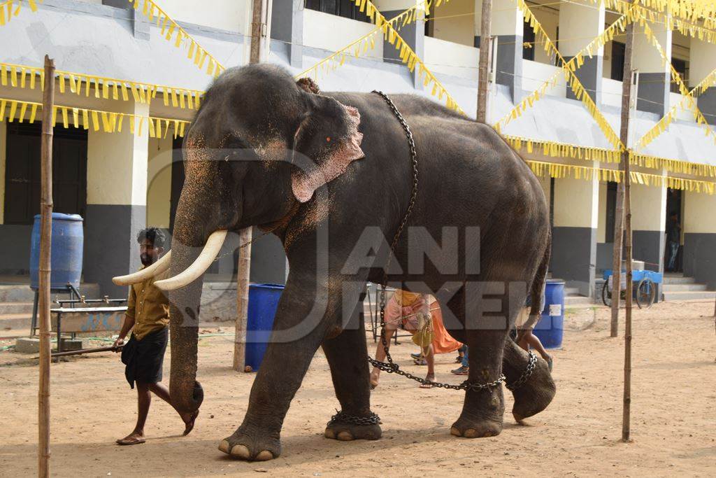 Decorated and chained Indian elephants used for entertainment at Holi festival, Kochi, India, 2019