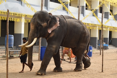 Decorated and chained Indian elephants used for entertainment at Holi festival, Kochi, India, 2019