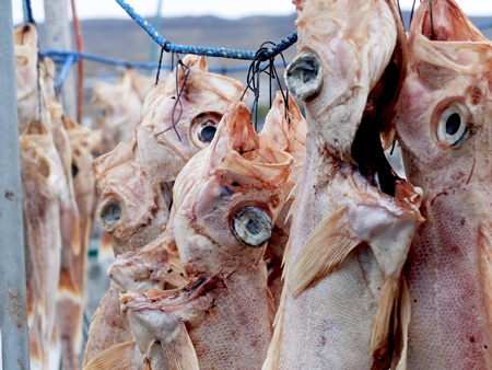 Dead fish hanging from line