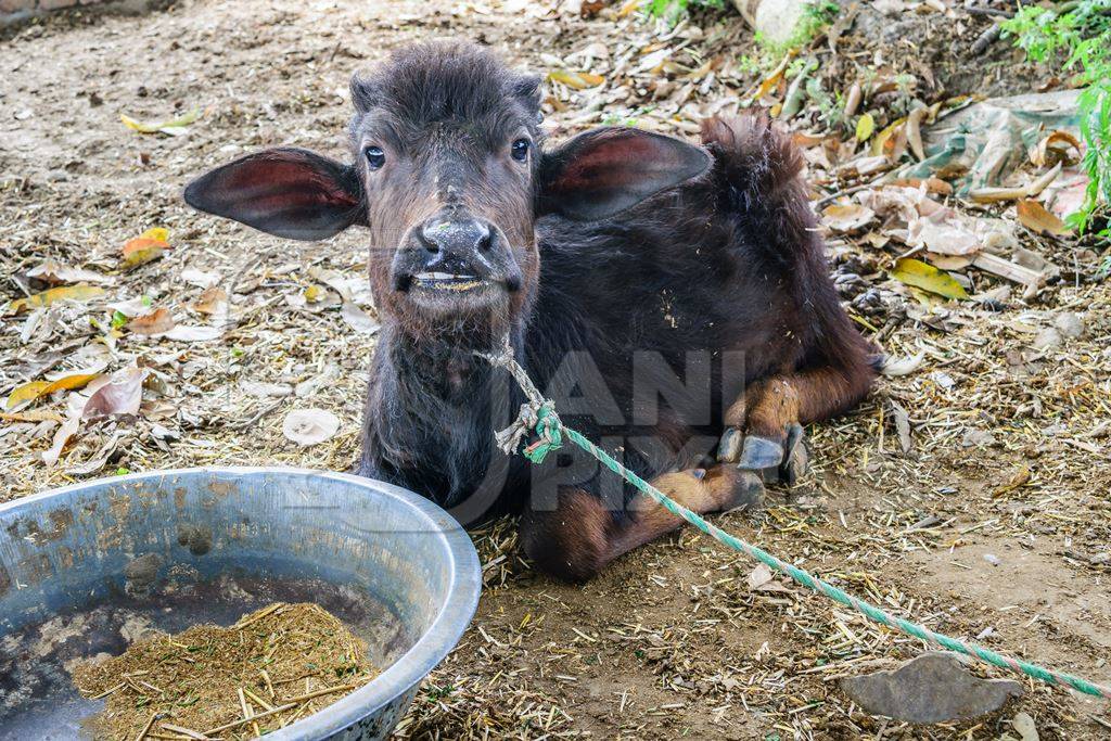 Small baby buffalo calf tied up in a farm in a village