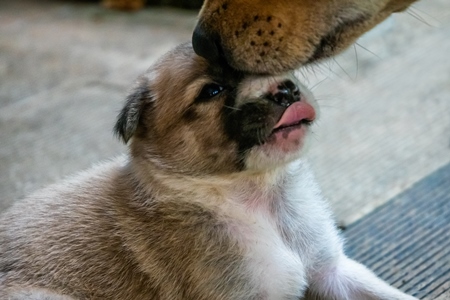 Mother street dog licking small cute puppy