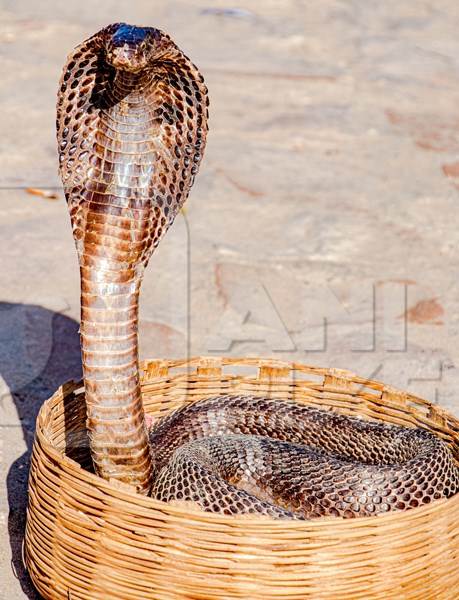 Cobra in basket used for begging by snake charmer