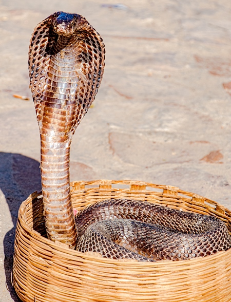 Cobra in basket used for begging by snake charmer