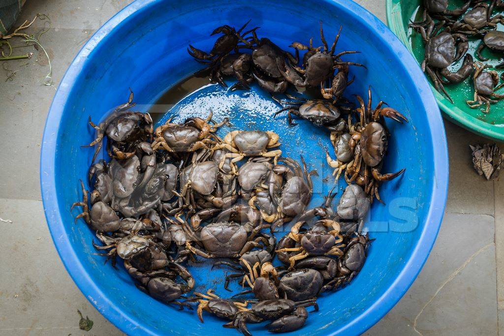 Crabs on sale in a blue plastic bowl at an exotic market