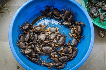 Crabs on sale in a blue plastic bowl at an exotic market