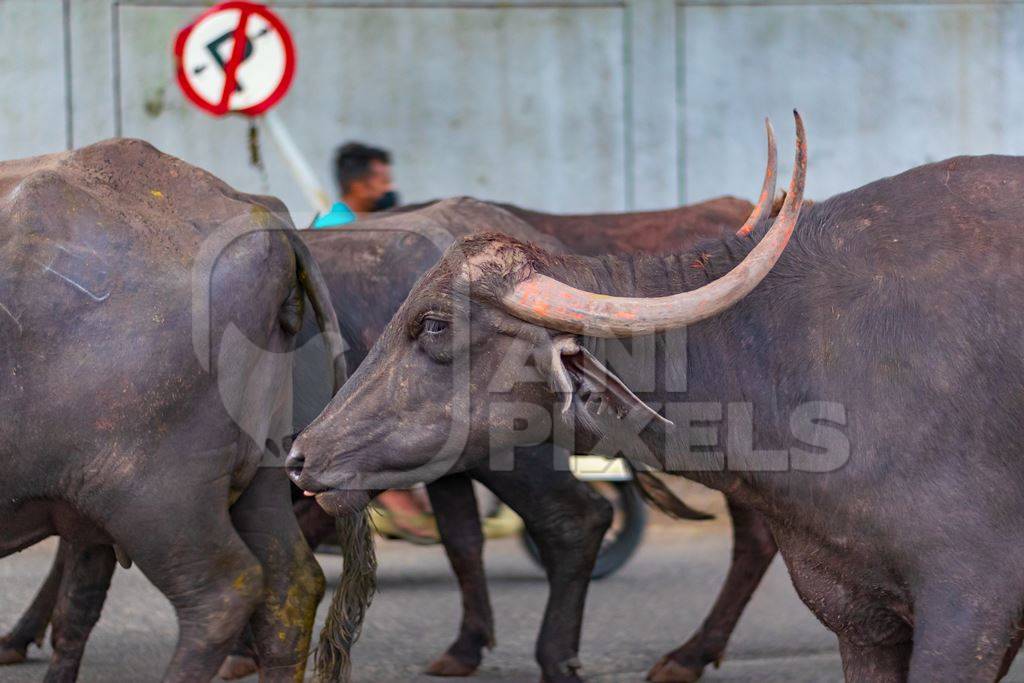 Herd of Indian buffaloes  from a dairy farm walking along the road or street with traffic in a city in Maharashtra in India