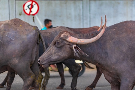 Herd of Indian buffaloes  from a dairy farm walking along the road or street with traffic in a city in Maharashtra in India