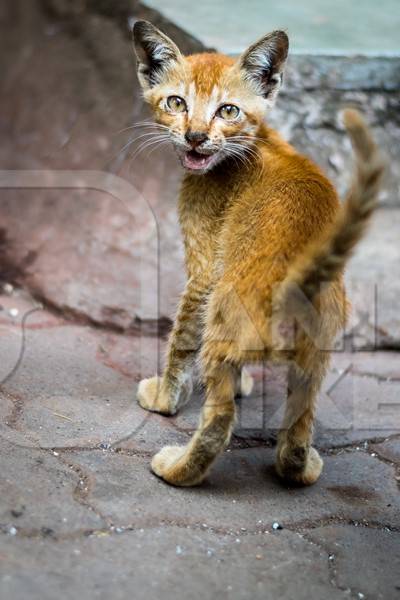 Small cute stray ginger kitten on street in Mumbai