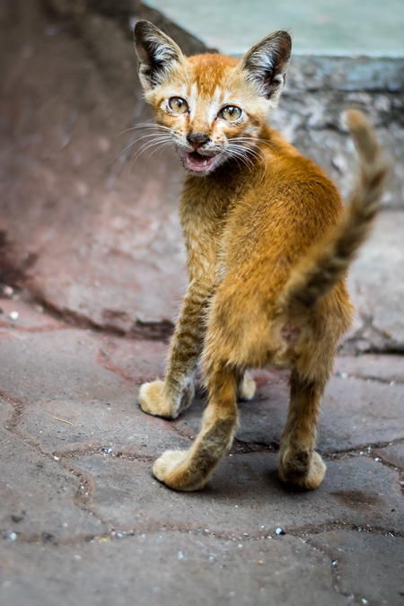 Small cute stray ginger kitten on street in Mumbai