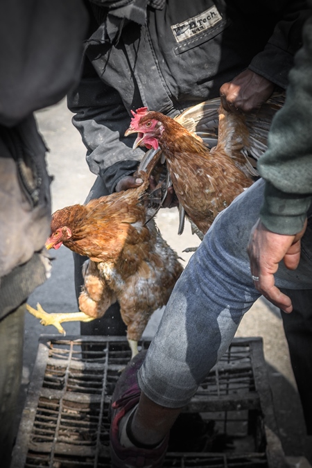 Indian broiler chickens roughly handled at Ghazipur murga mandi, Ghazipur, Delhi, India, 2022