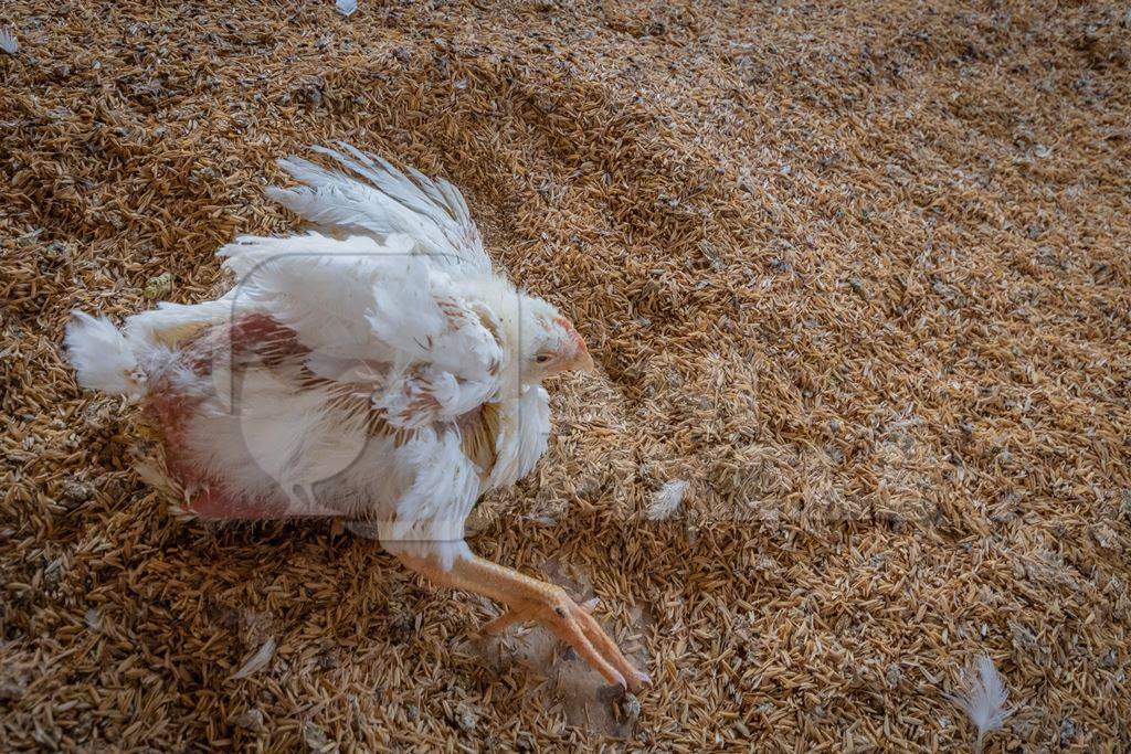 Crippled Indian broiler chicken on a poultry farm in Maharashtra in India, 2021