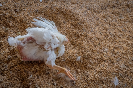 Crippled Indian broiler chicken on a poultry farm in Maharashtra in India, 2021