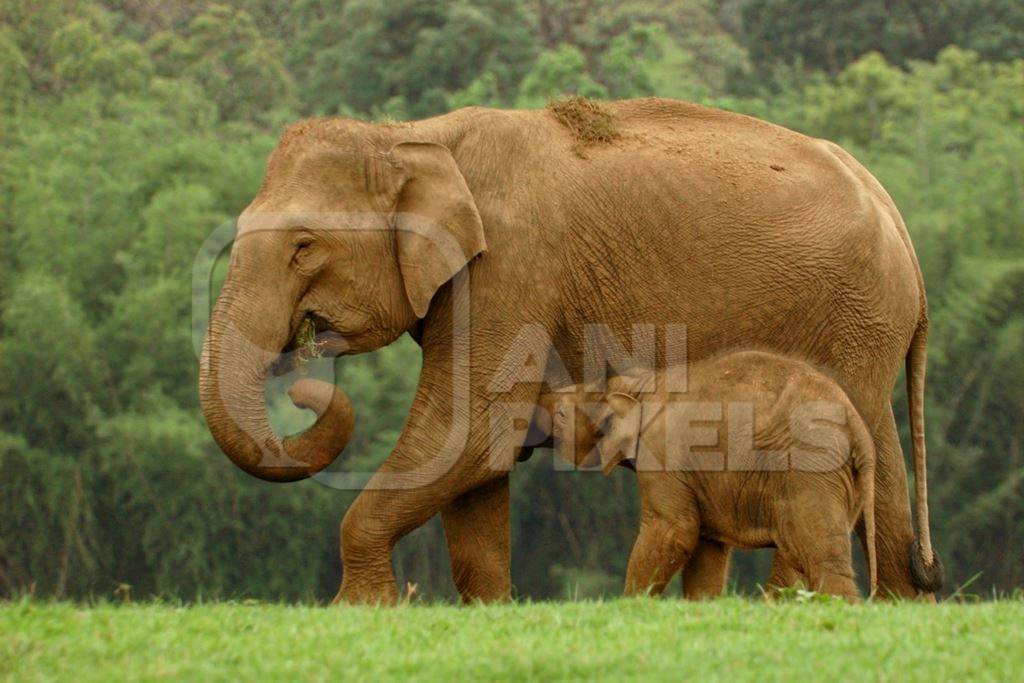 Mother Indian elephant with baby elephant calf by the forest
