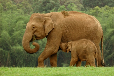 Mother Indian elephant with baby elephant calf by the forest