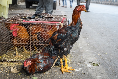 Indian chickens or hens on sale in cages at a live animal market on the roadside at Juna Bazaar in Pune, Maharashtra, India, 2021