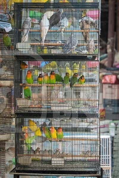 Cockatiels or budgerigars in cage on sale at Crawford pet market