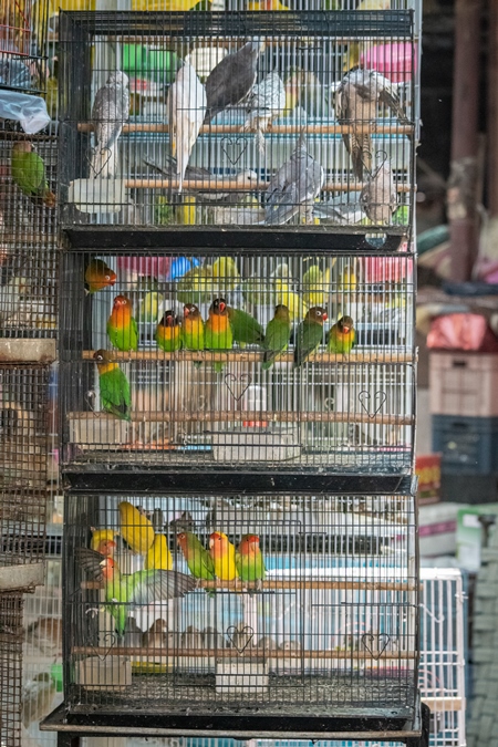 Cockatiels or budgerigars in cage on sale at Crawford pet market