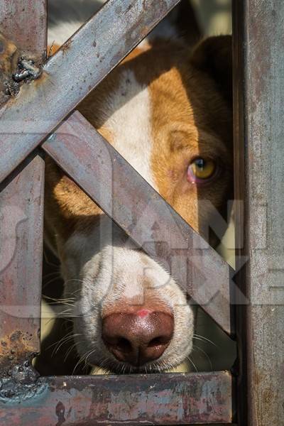 Indian street dog caught in dog catching van with bars