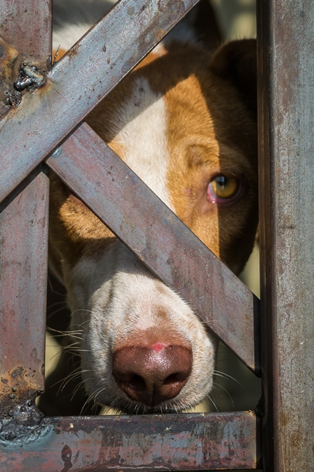 Indian street dog caught in dog catching van with bars