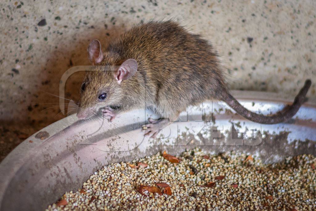 Urban rat in Karni Mata rat temple in Bikaner in India