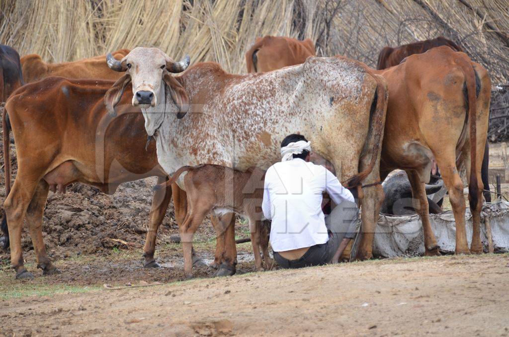 Man milking brown brahmin cows in dairy