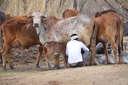Man milking brown brahmin cows in dairy