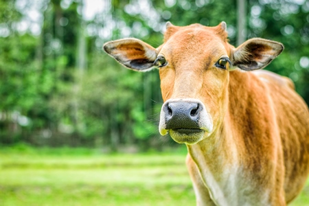 Brown Indian farmed dairy cow in a green field in a village on a farm in rural Assam, India