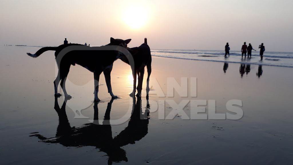 Silhouettes of street dogs on beach with tourists and sea in background