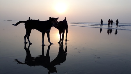 Silhouettes of street dogs on beach with tourists and sea in background
