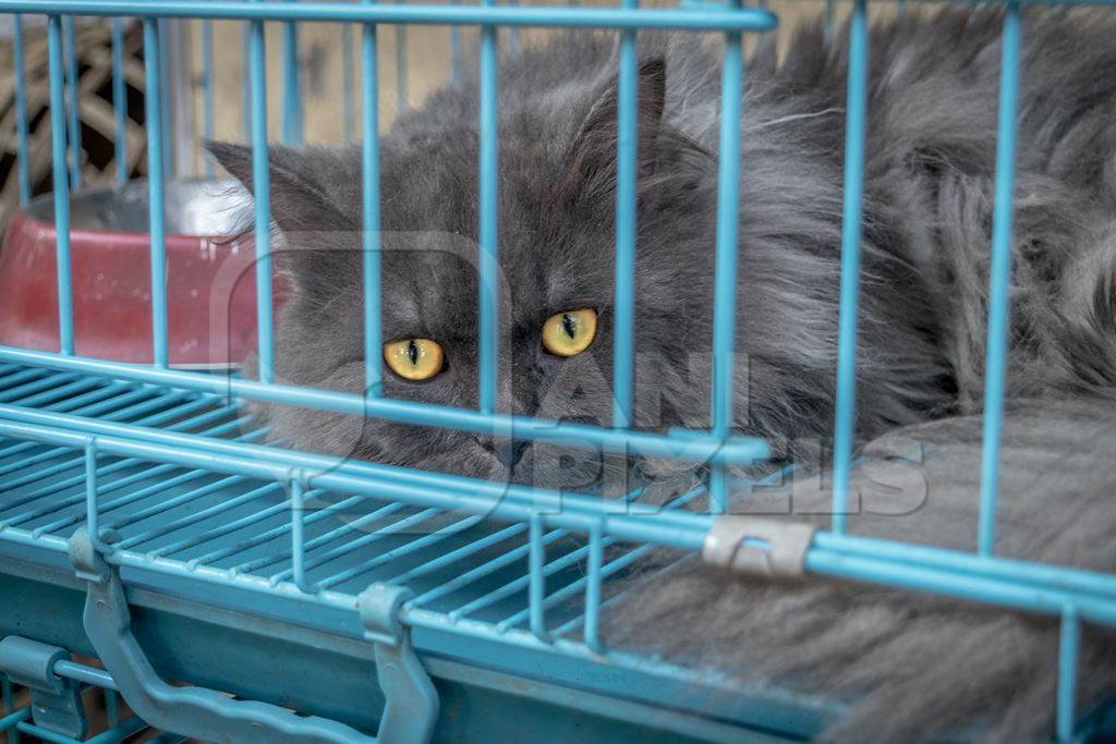 Grey pedigree breed furry persian cat with yellow eyes in cage on sale at Crawford pet market