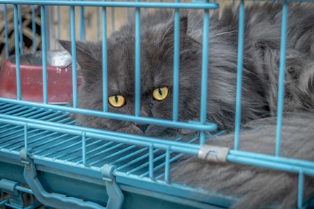 Grey pedigree breed furry persian cat with yellow eyes in cage on sale at Crawford pet market