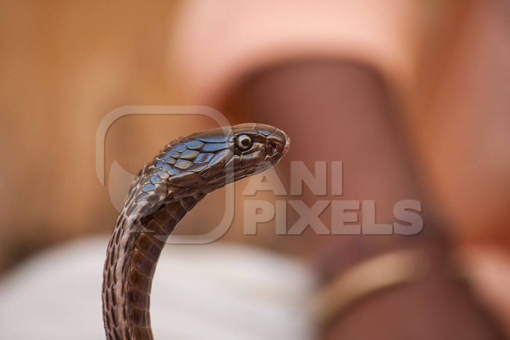 Close up of head of snake used in 