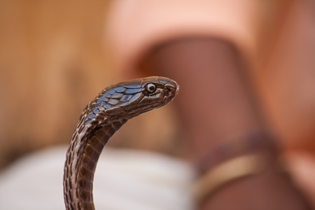 Close up of head of snake used in 