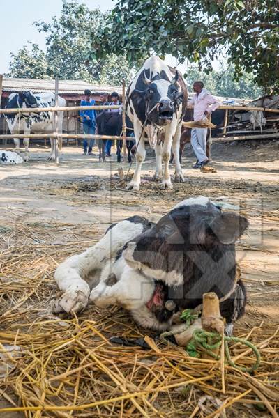 Mother dairy cow tied up in background bellowing for sad baby calf at Sonepur cattle fair in Bihar