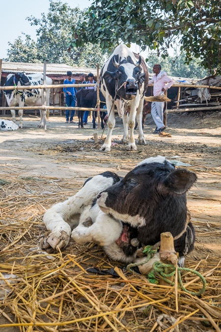 Mother dairy cow tied up in background bellowing for sad baby calf at Sonepur cattle fair in Bihar