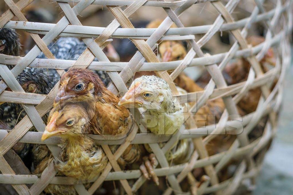 Chicks and chickens on sale in a bamboo woven basket at an animal market in rural Nagaland in India