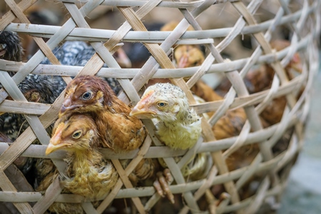 Chicks and chickens on sale in a bamboo woven basket at an animal market in rural Nagaland in India