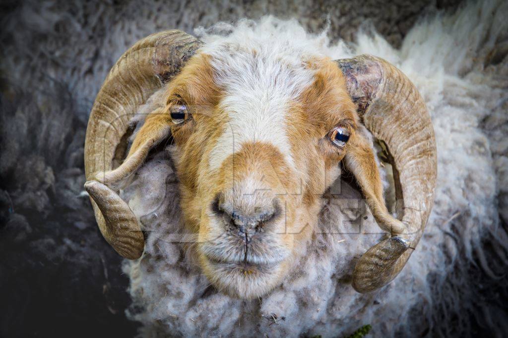 Sheep with curled horns enclosed in a wooden pen on a farm in a rural village in Ladakh in the Himalaya mountains, India